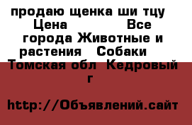 продаю щенка ши-тцу › Цена ­ 10 000 - Все города Животные и растения » Собаки   . Томская обл.,Кедровый г.